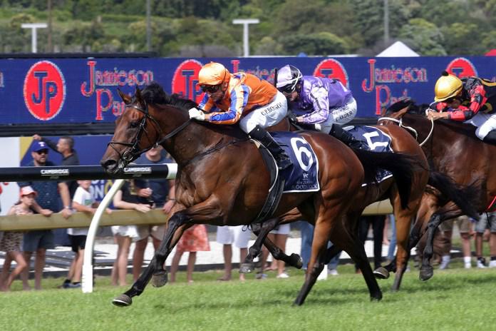 Bosson eyes fifth win in NZ Oaks with Amarelinha