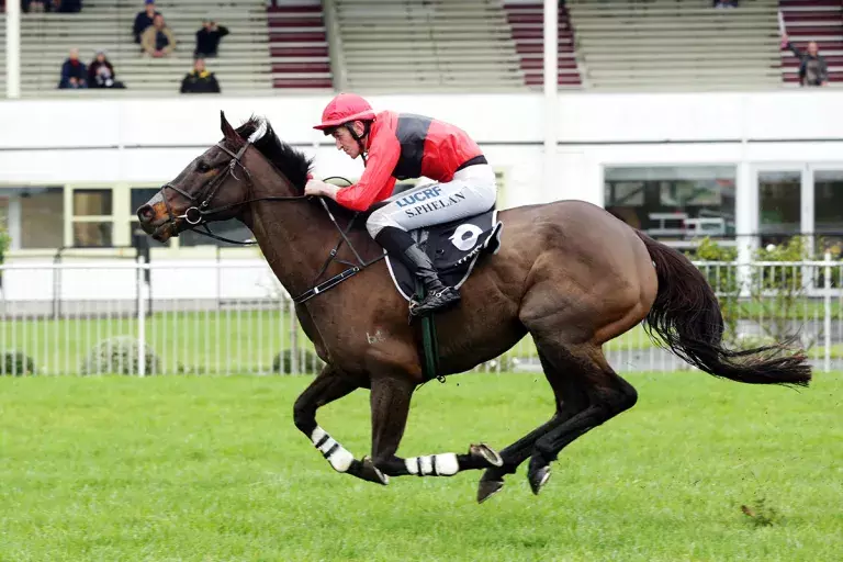 Hastings stable produces Waikato Steeplechase winner