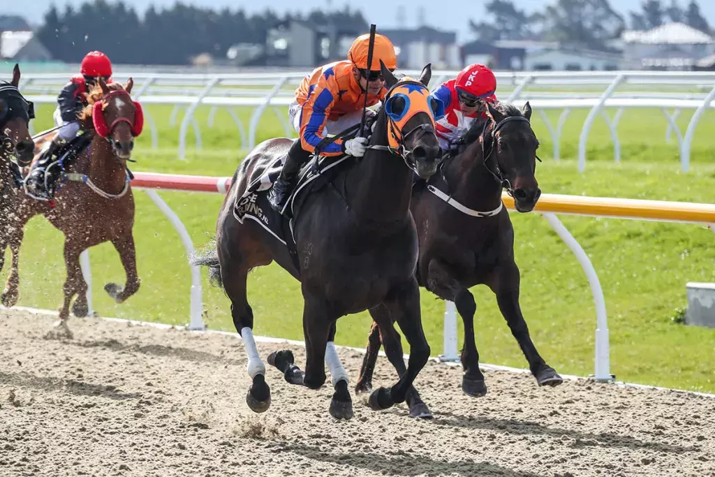 Te Akau mare the Belle of the Ball at Riccarton