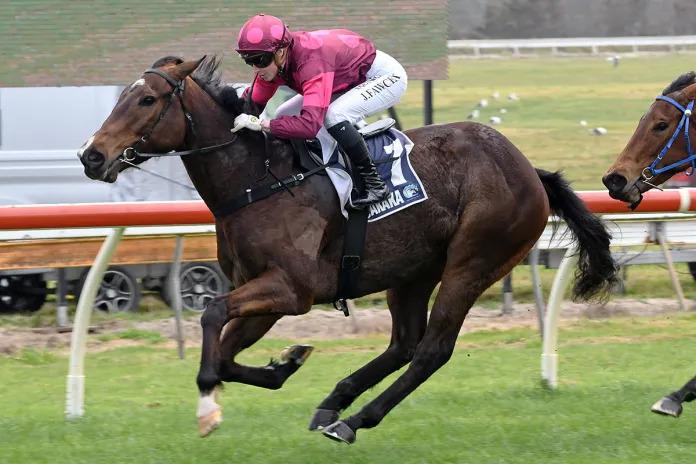 Bezique Riccarton bound after stylish win