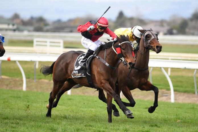Charlie the horse to watch at Awapuni