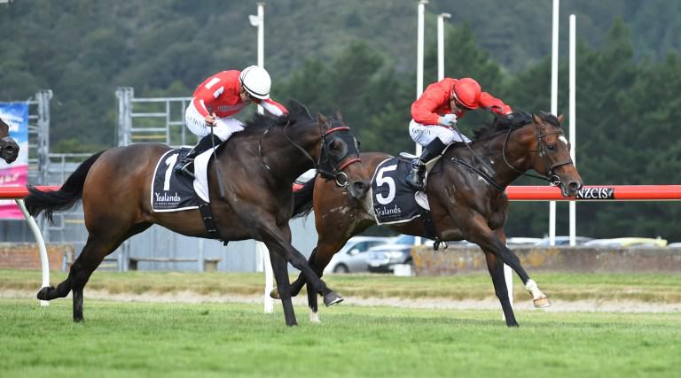 Enzo's Lad primed for Kurow Cup