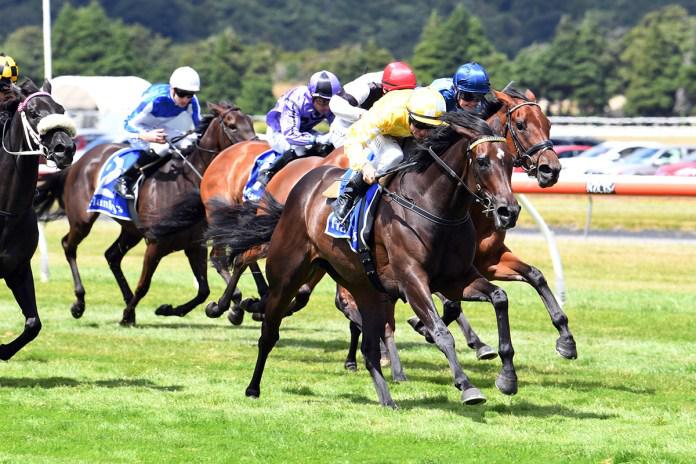 Force Of Will out of Waikato Guineas