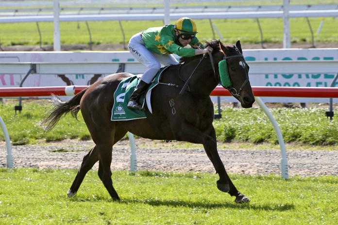 Gallant Boy on song for Tapanui Cup