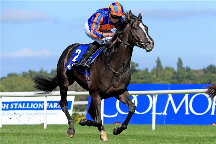 Auguste Rodin and Little Big Bear give OBrien very strong Guineas hand