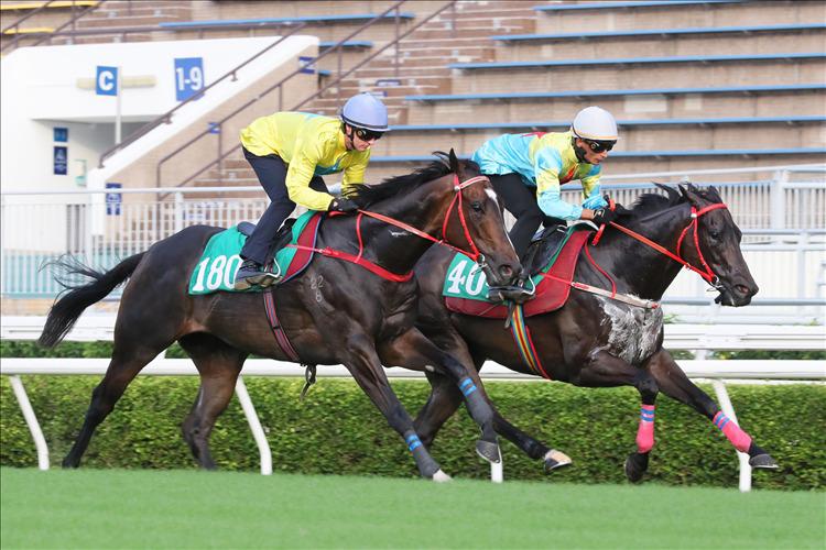 Lucky Sweynesse limbers up for Sundays Sha Tin season-opener with impressive trial