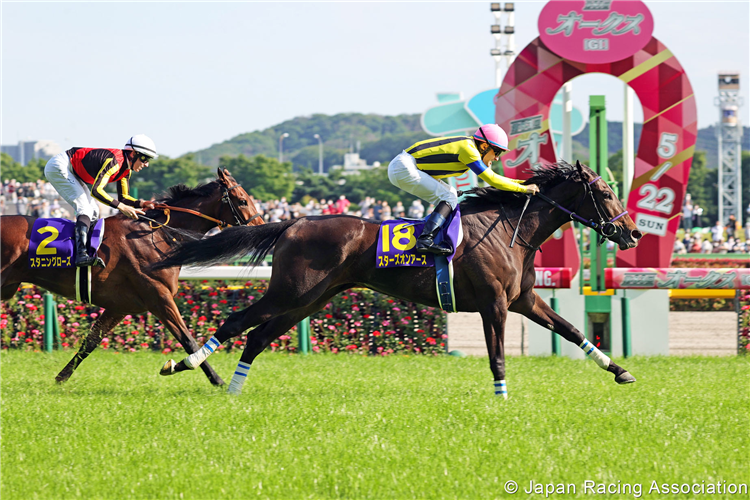 Yushun Himba (Japanese Oaks) (G1) Race Preview : Tokyo - Sunday, 21st May 2023