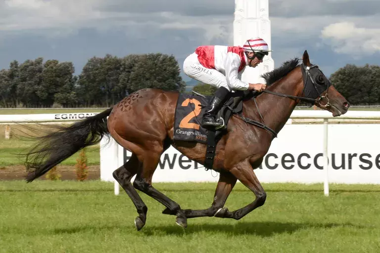 Ladies Man on target for Wellington Cup