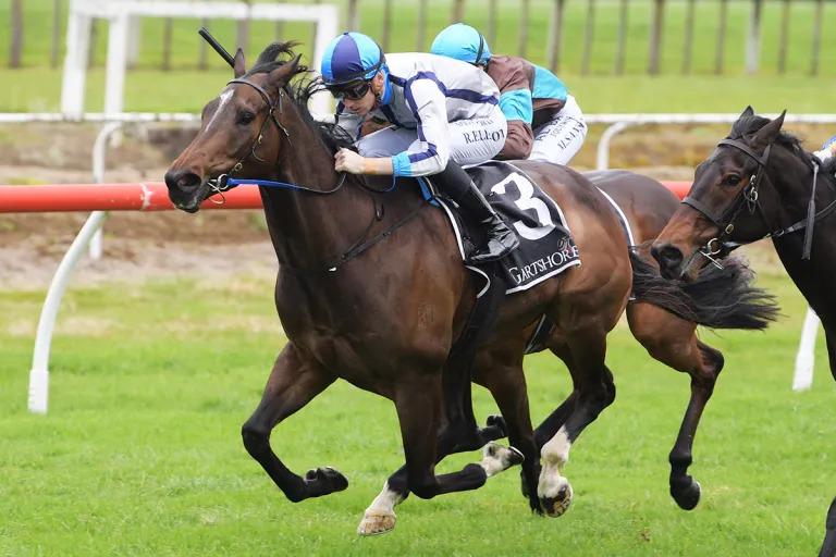 Lupo Solitario makes it two from two at Tauranga