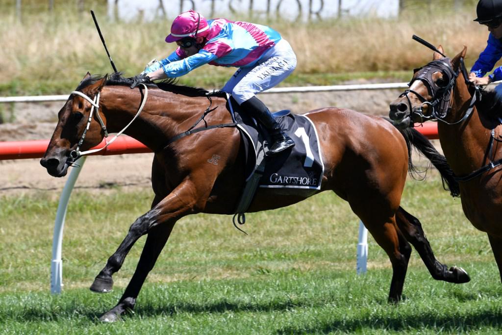 Japanese apprentice receives high praise after Tauranga victory