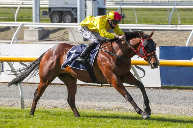 All roads lead to the New Zealand Cup for Mr Intelligence
