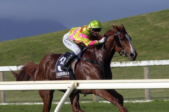 Masetto primed for Whangarei Gold Cup