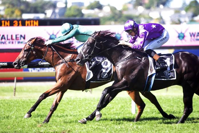 Robusto storms to victory in Avondale Cup