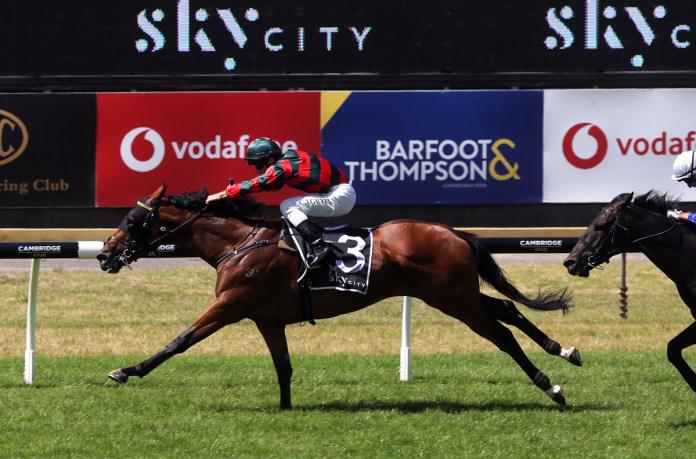 Derby winner makes the most of Tauranga outing