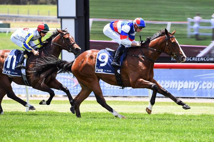 Game, set and match for NZ-sourced gelding on debut