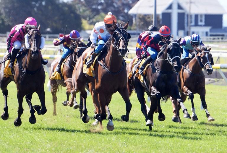 Tilted takes out City of New Plymouth Cup