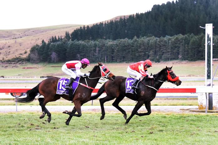 Tappy's One continues winning streak with Oamaru Cup victory
