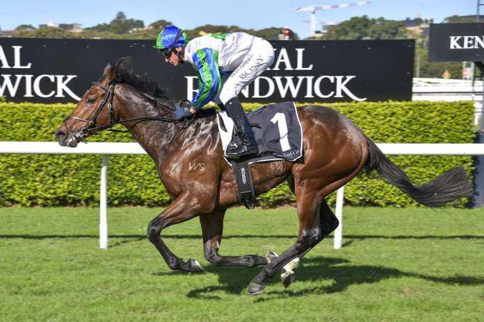 Tommy shooting for Gold at Randwick