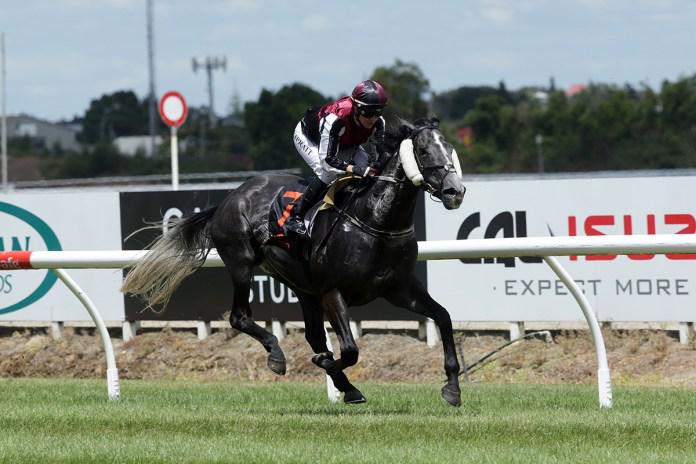 Hometown trainer seeks second Waikato Cup