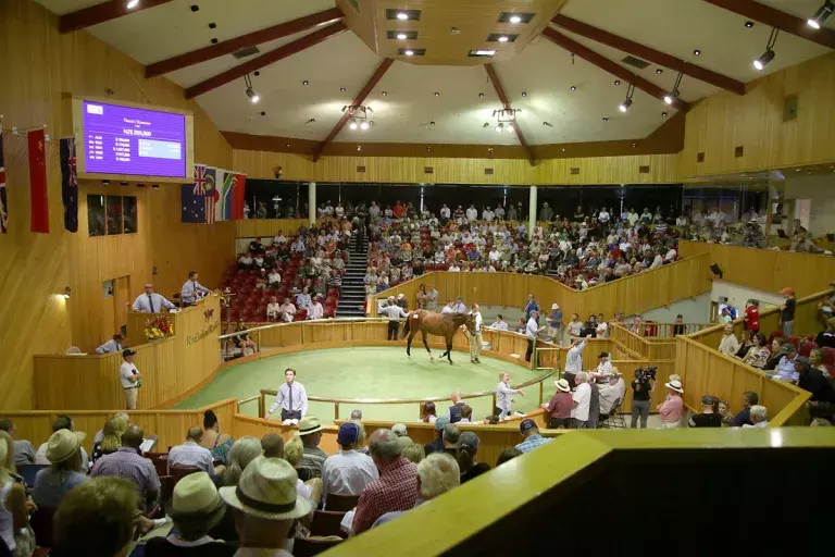 2023 NZB national online yearling sale entries open