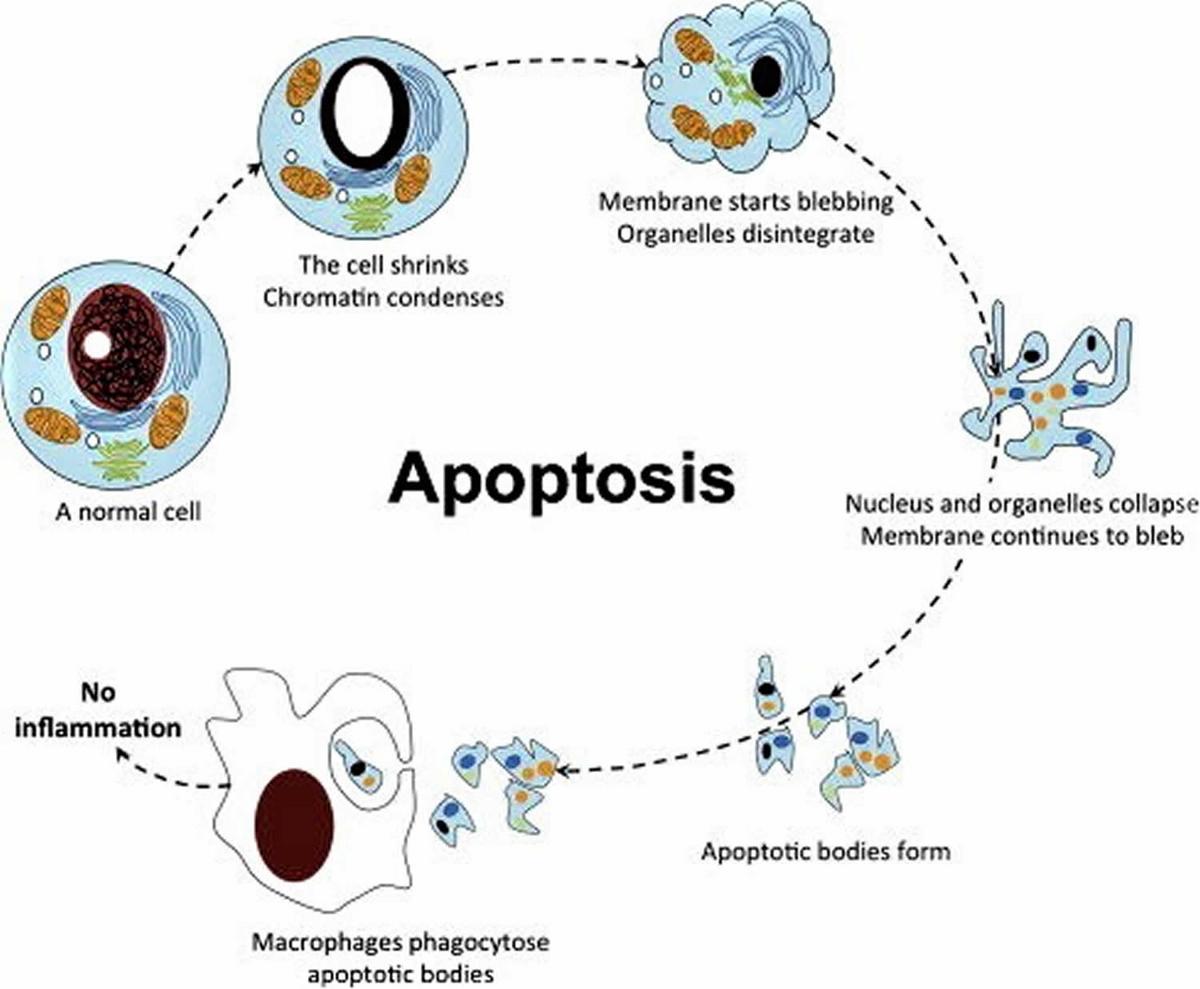 Apoptosis; Apostasy; Blebbing...