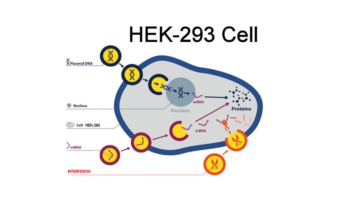 How HEK293 is being used in the Vaccine