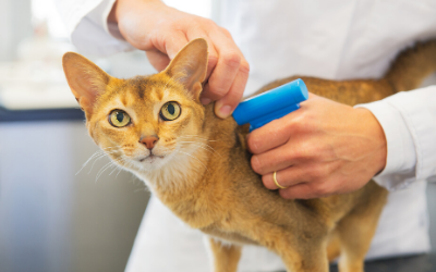 Importance of Microchipping Your Pet