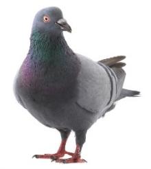 Pigeon or...Whatever