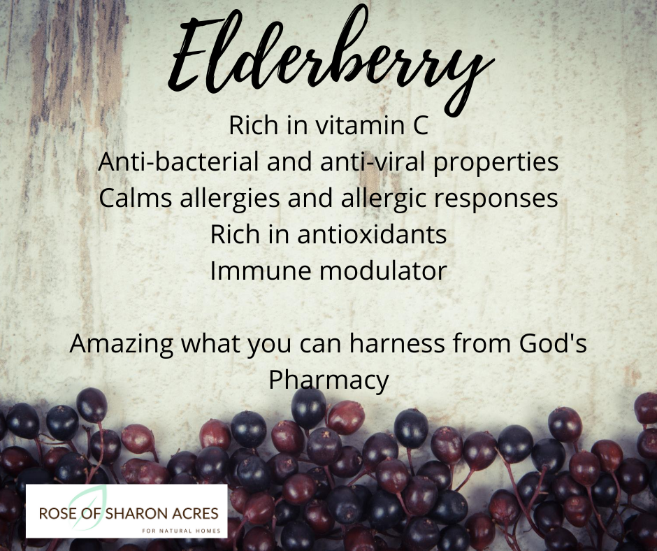 Elderberries - Your Winter Friend