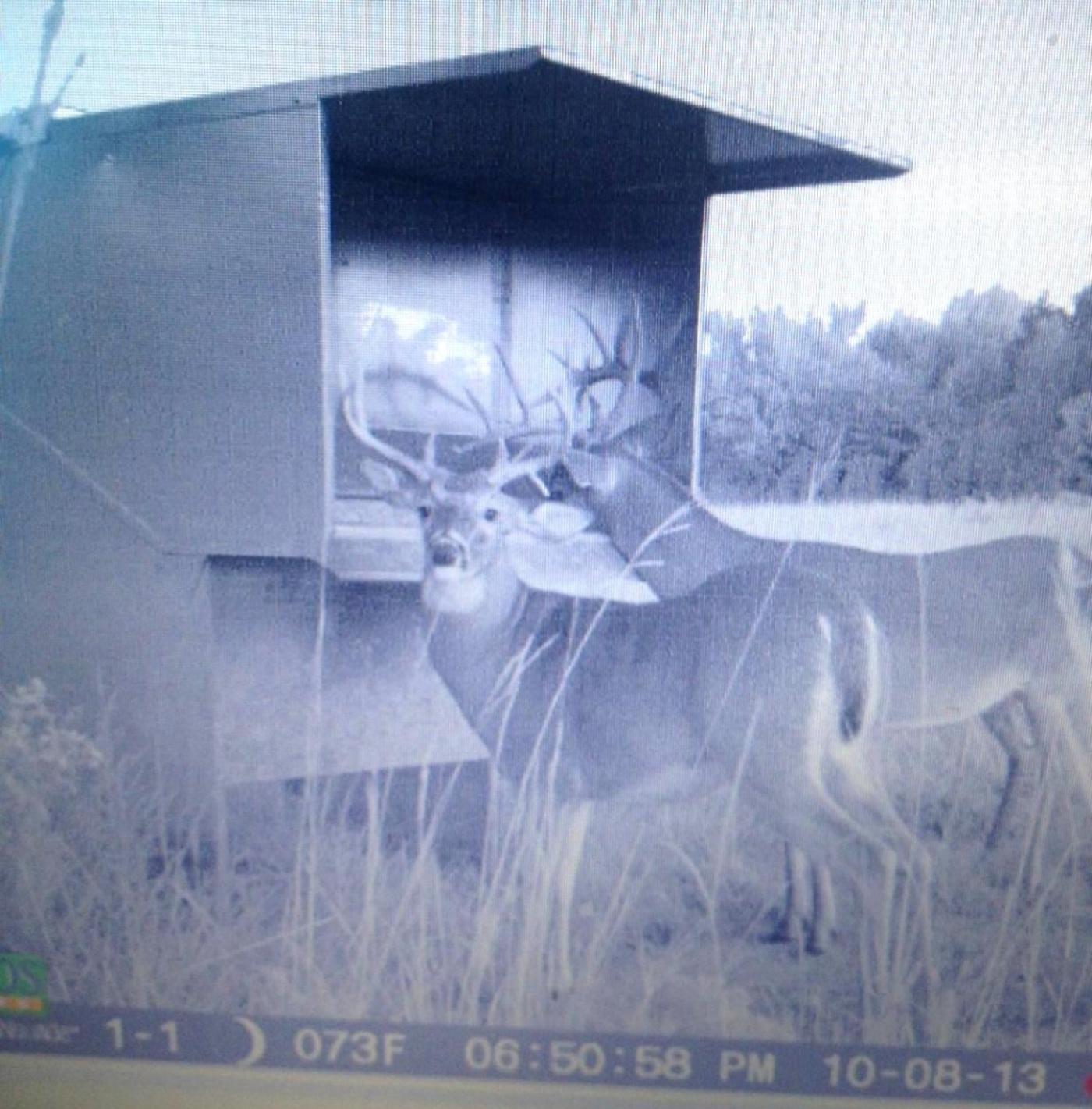 Wilderness Calls Deer Feeders Wild Hog Traps Gravity Deer Feeder