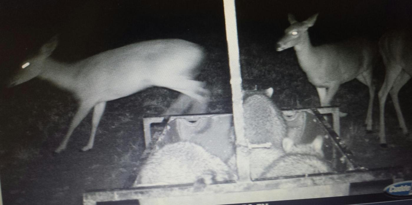 Wilderness Calls Deer Feeders Wild Hog Traps Gravity Deer Feeder