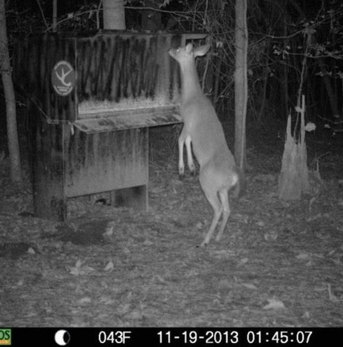 Wilderness Calls Deer Feeders Wild Hog Traps Gravity Deer Feeder See traveler reviews, candid photos, and great deals for wilderness calls by which popular attractions are close to wilderness calls by hosteeva? gravity deer feeder
