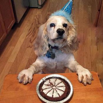 lazy dog happy birthday dog pie cake