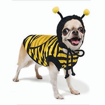 Pampet bee dog costume for Halloween