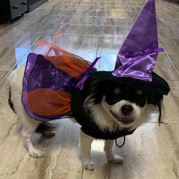 black and orange dress with purple accents and a pointed hat witch costume for dogs