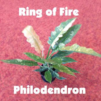 Ring of Fire Philodendron