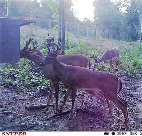 Wilderness Calls Deer Feeders Wild Hog Traps Gravity Deer Feeder