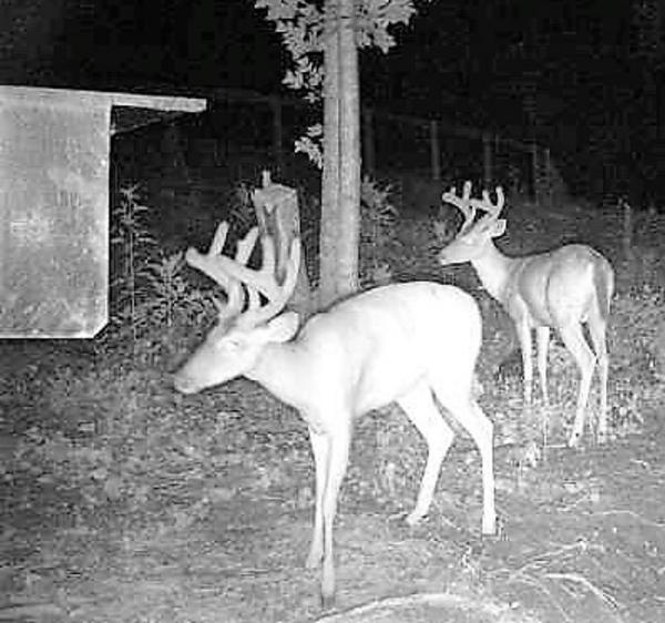 Wilderness Calls Deer Feeders Wild Hog Traps Gravity Deer Feeder