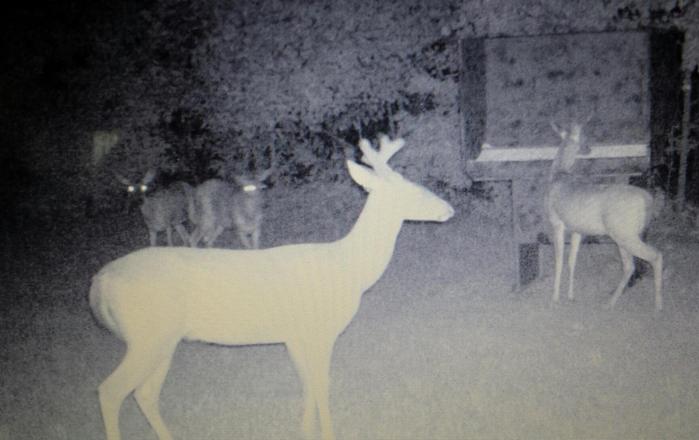Wilderness Calls Deer Feeders Wild Hog Traps Gravity Deer Feeder