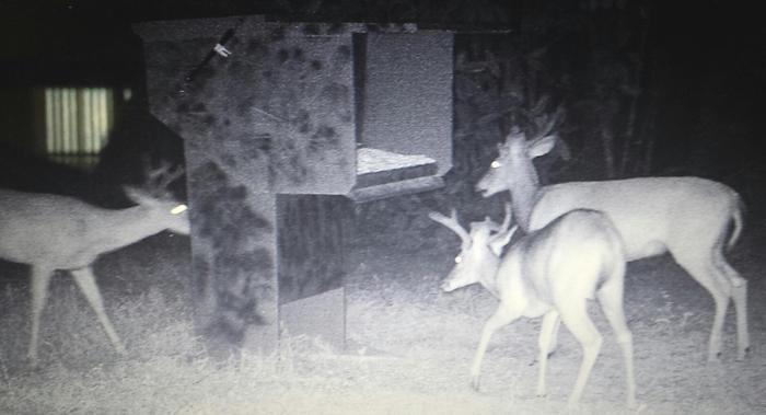 Wilderness Calls Deer Feeders Wild Hog Traps Gravity Deer Feeder