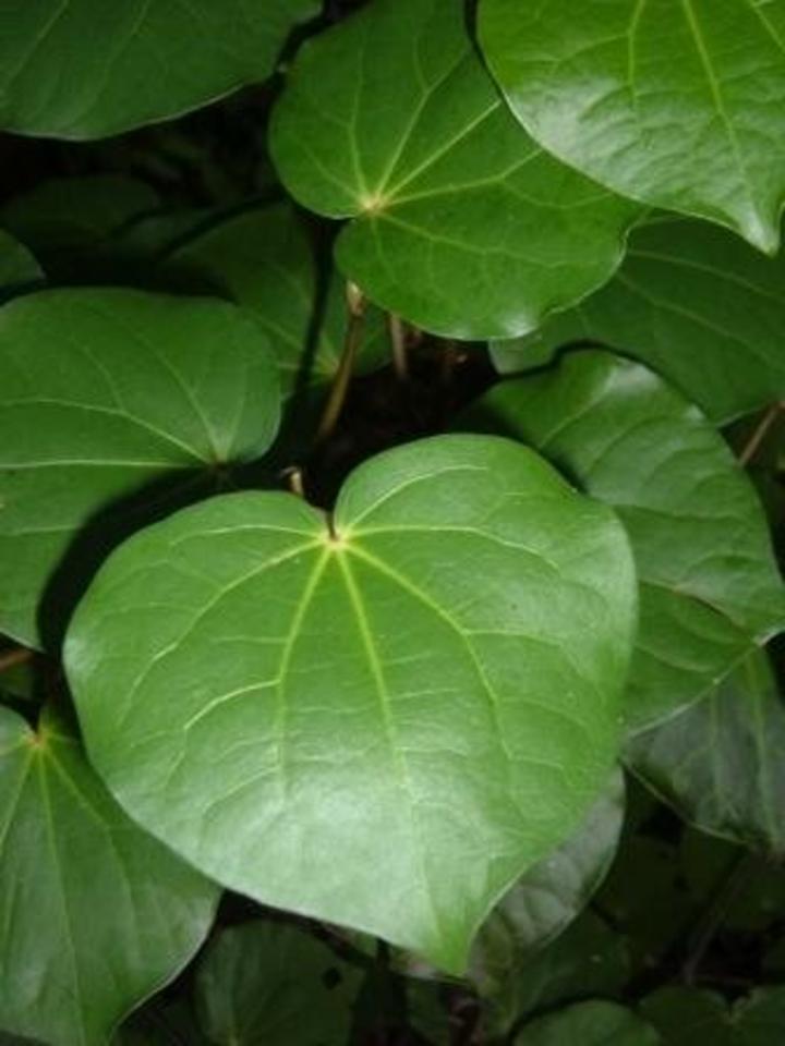 Tira Ora Estate Kawa Kawa Organic Tea