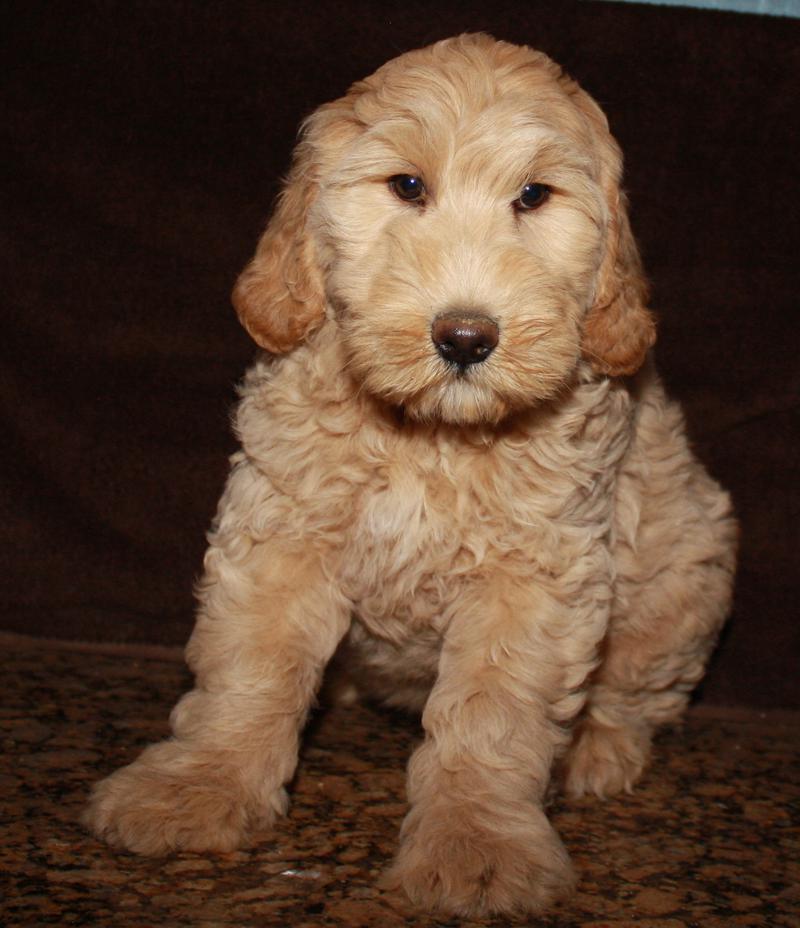 Labradoodle Puppies for sale Australian Labradoodles California, Nevada, Arizona, San Diego Are these better than Golden Doodles?? We Ship to New Chicago, Florida, Amanda Grande's puppy